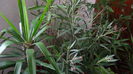 DSC02038 - Copy - Copy