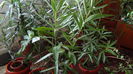 DSC02039 - Copy (2)
