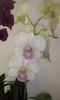 CAM00418