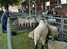 Expozitie cu vanzare-5
