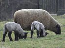Ovis orientalis aries