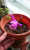 pleione formosana 2015