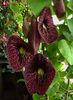 aristolochia elegans