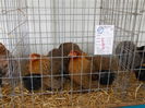 DSCN0271