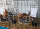 DSCN0272