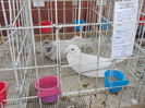 DSCN0274