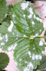 Sphaerotheca macularis6