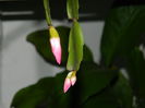DSCN4178