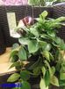 097 Aeschynanthus Mona LIsa