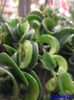 098 Aeschynanthus Rasta