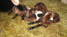 Picture 2746
