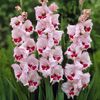 gladiole%20wineand%20roses-500x500