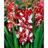 gladiole%20zizanie-500x500