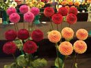 imagesJ5M9BB76