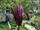 blackbeauty_dennis_safe