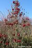 Burgundy_star_abbie_Nz_0808_safe