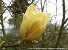 butterbowl_dvd_koen_safe