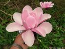 campb.var.alba.xdiva_vance_neu_safe