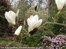 cecil_nice_koen_aktuell_safe