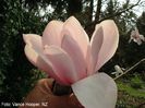 chyv.red_x_campbellii_wims_vance_nov08_SAFE
