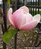 Columnar_Pink_01.160409_safe