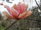 Coral_Reef_dennis_aktuell_safe