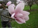 daws.Strybing_koen_neu_safe