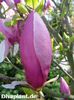 Deep_purple_dream_safe_aktuell