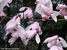 Diva_x_stellata_Waterlily.050409_safe