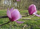 eleanor_may_aktuell_koen_safe