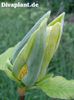 fertile_myrtle_safe