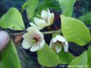 figo_tetraploid_Vance09_safe