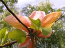 flamingo_heinz_neu_safe
