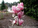 FRAGRANT_CLOUD_1_bgc_aktuell_safe