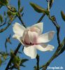 Frank_Gladney_late_flower_01-08_akt02_safe