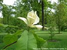 fraseri_koen_safe