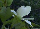 fraseri_var_pyramidata_reto_safe