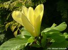 Golden_Endeaavour_gross_safe