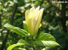 Golden_Girl_aktuell_safe