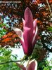 Gracilis_gross_safe