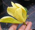 Green_Bee_01.180409_safe