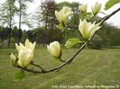 Honey_beth_koen_safe