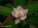 insignis_x_virginiana_Dick_Figlar_SAFE