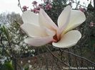 IVORY_JEWEL_DENNIS_safe