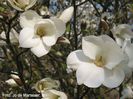 Janaki_Ammal_jo09_safe