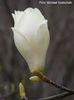 Japanese_Clone03.050409_safe