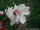 Kobus_pink_Kehr_21-23_dennis_SAFE