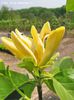 Large_Yellow_Jo_2009_safe
