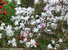 loebneri_bjarne_neu_safe