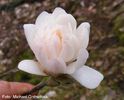 loebneri_xdiva_Kehr02.050409_safe